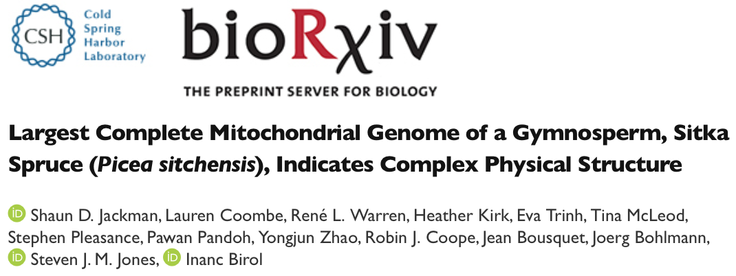 Sitka Spruce Mitochondrion