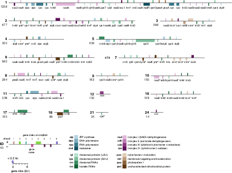 White spruce mitochondrial genes