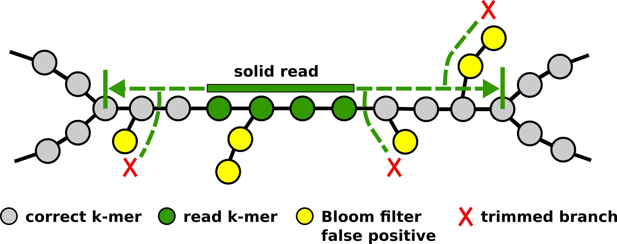 Solid reads are extended using the Bloom filter de Bruijn graph to assemble unitigs
